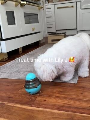 🐾✨ **Treat Time with Lily!** ✨🐾  Watch as our queen, Lily, shows off her skills with this...